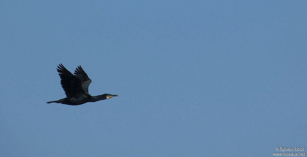 Great Cormorantadult