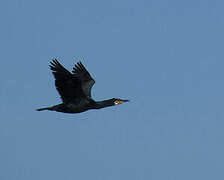 Great Cormorant