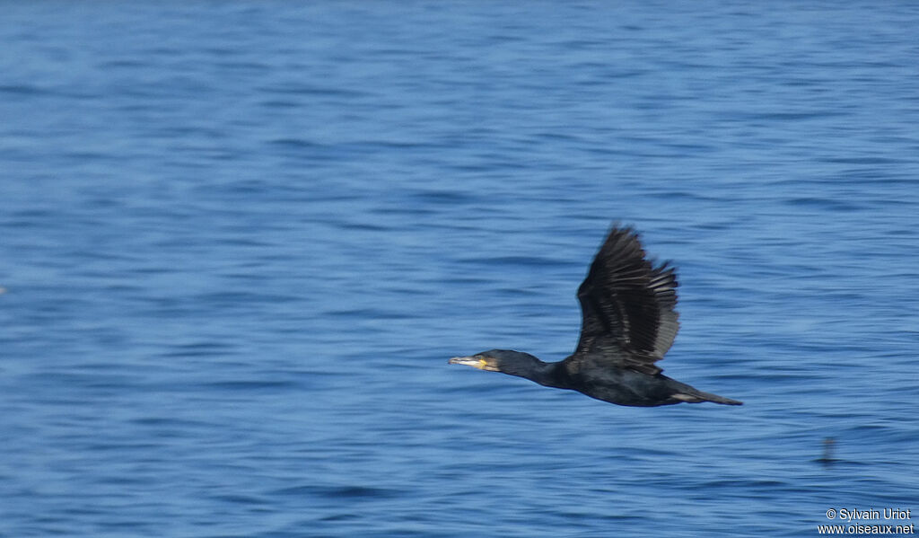 Great Cormorant