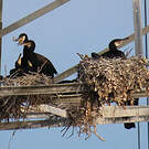 Grand Cormoran