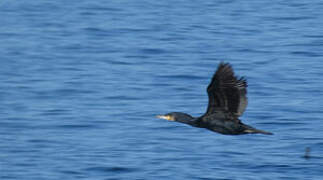 Great Cormorant