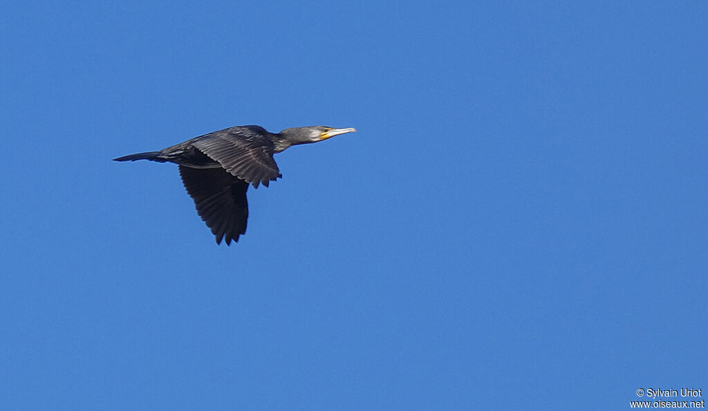 Grand Cormoransubadulte