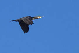 Great Cormorant