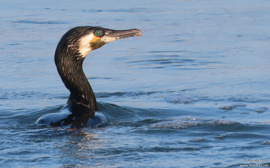 Great Cormorantadult breeding