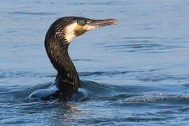 Great Cormorant