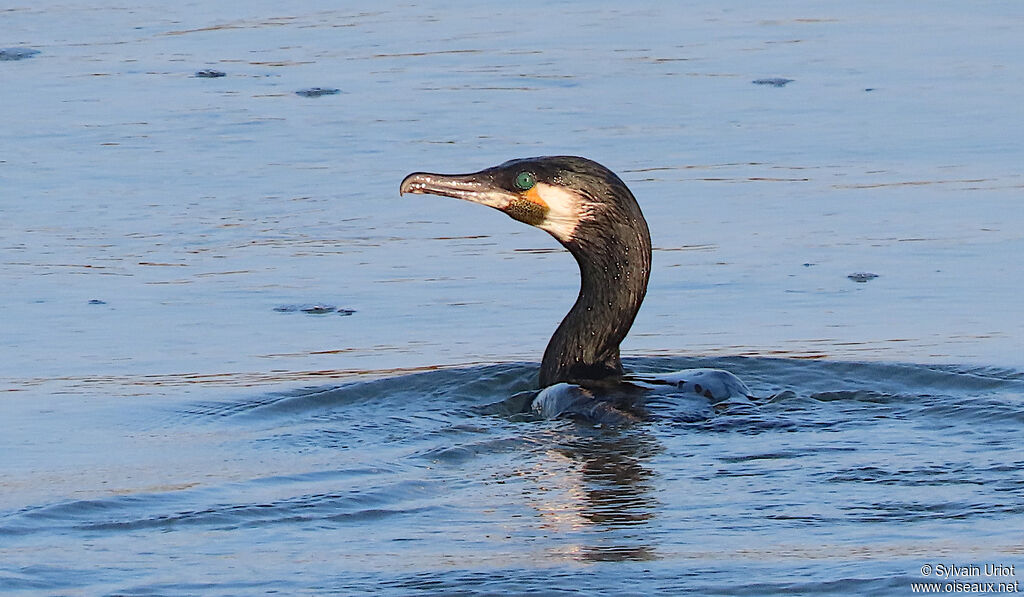 Great Cormorantadult breeding