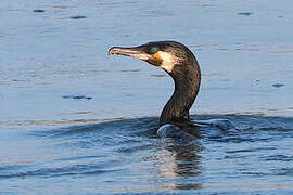 Great Cormorant