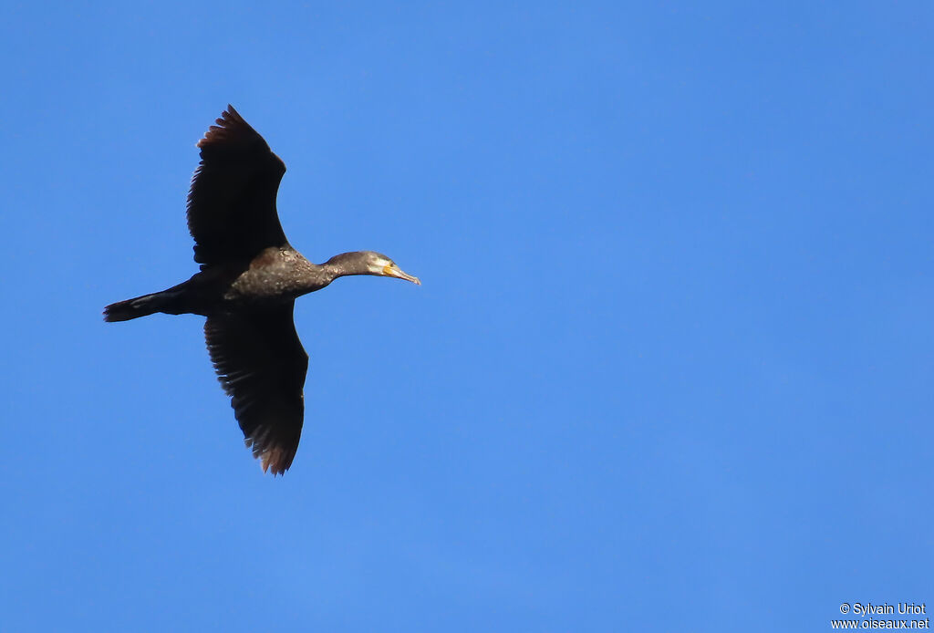 Grand Cormoran adulte, internuptial