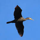 Grand Cormoran