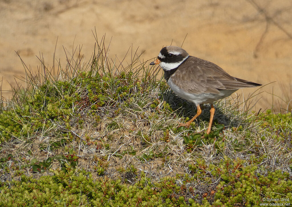 Common Ringed Ploveradult