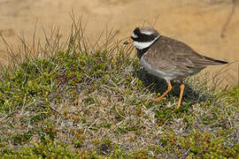 Common Ringed Plover