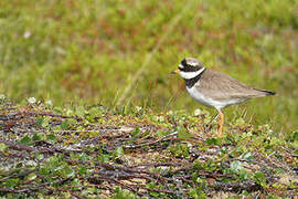 Common Ringed Plover