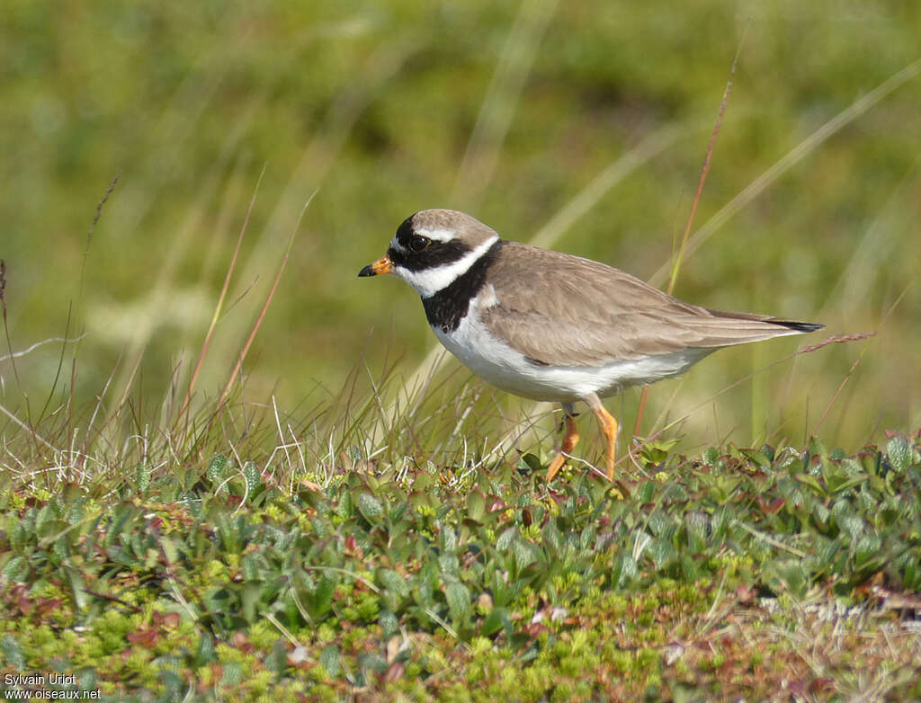 Common Ringed Plover male adult breeding, habitat