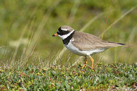 Common Ringed Plover