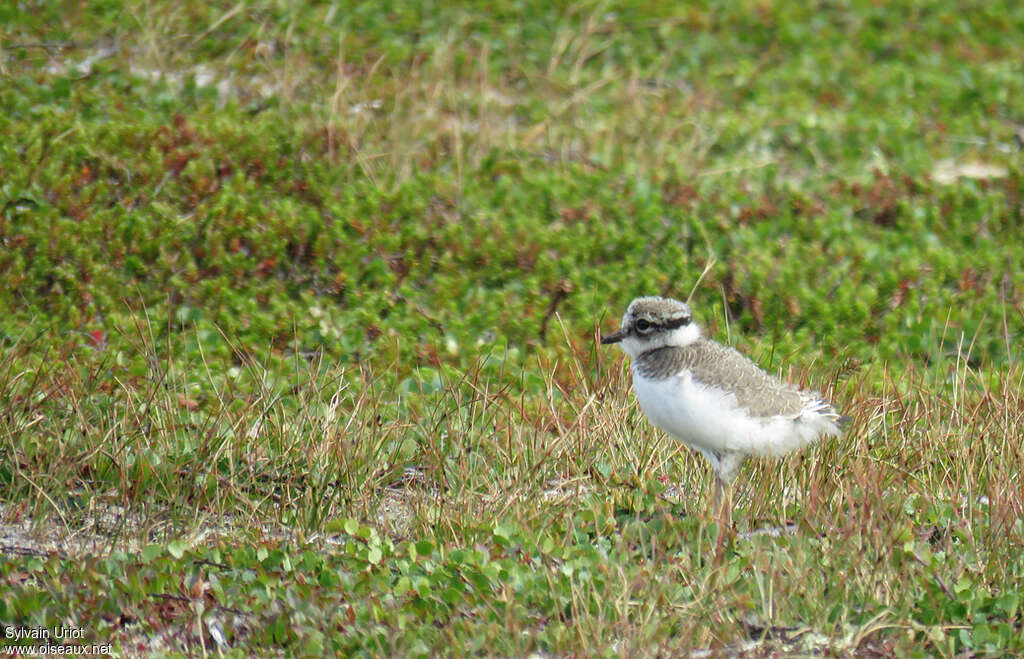 Common Ringed PloverPoussin, identification