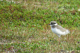 Common Ringed Plover