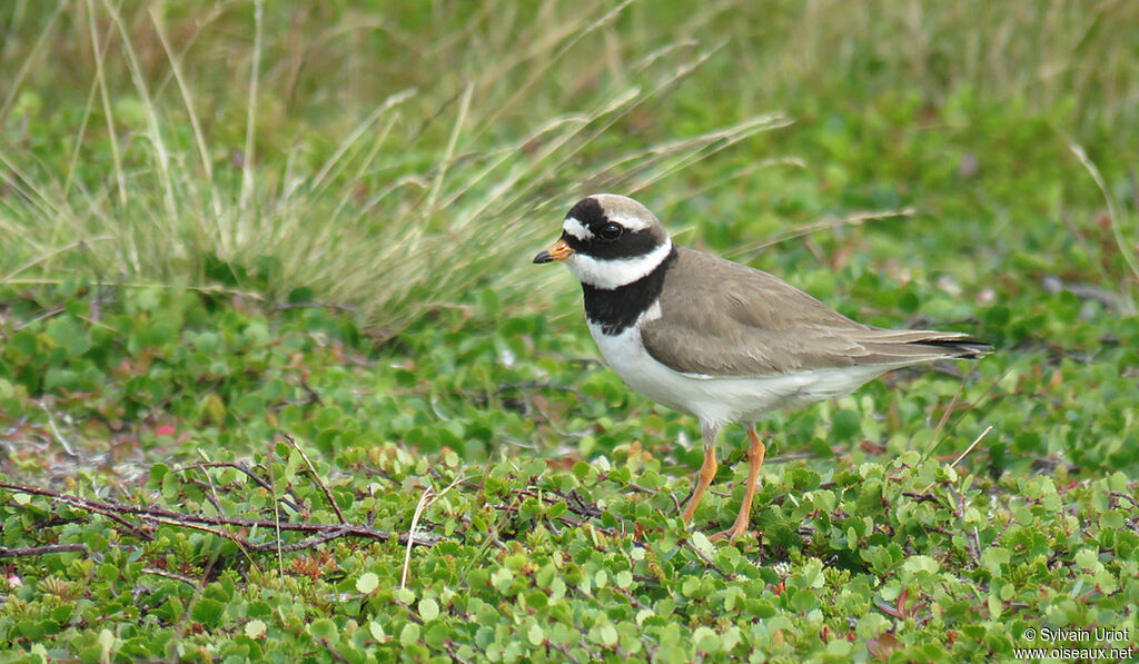 Common Ringed Ploveradult