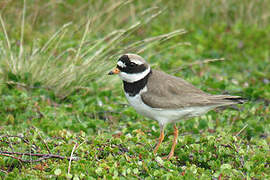 Common Ringed Plover