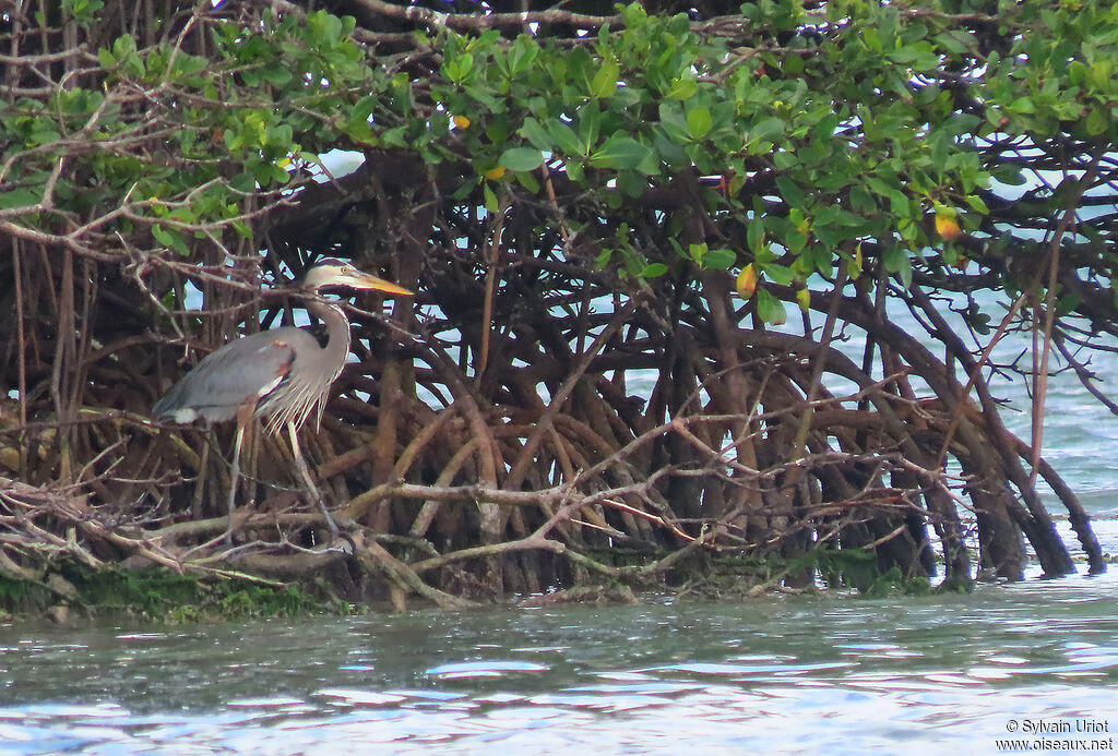 Great Blue Heronadult