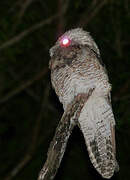 Great Potoo