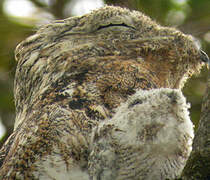 Great Potoo