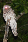 Great Potoo