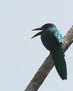 Great Jacamar