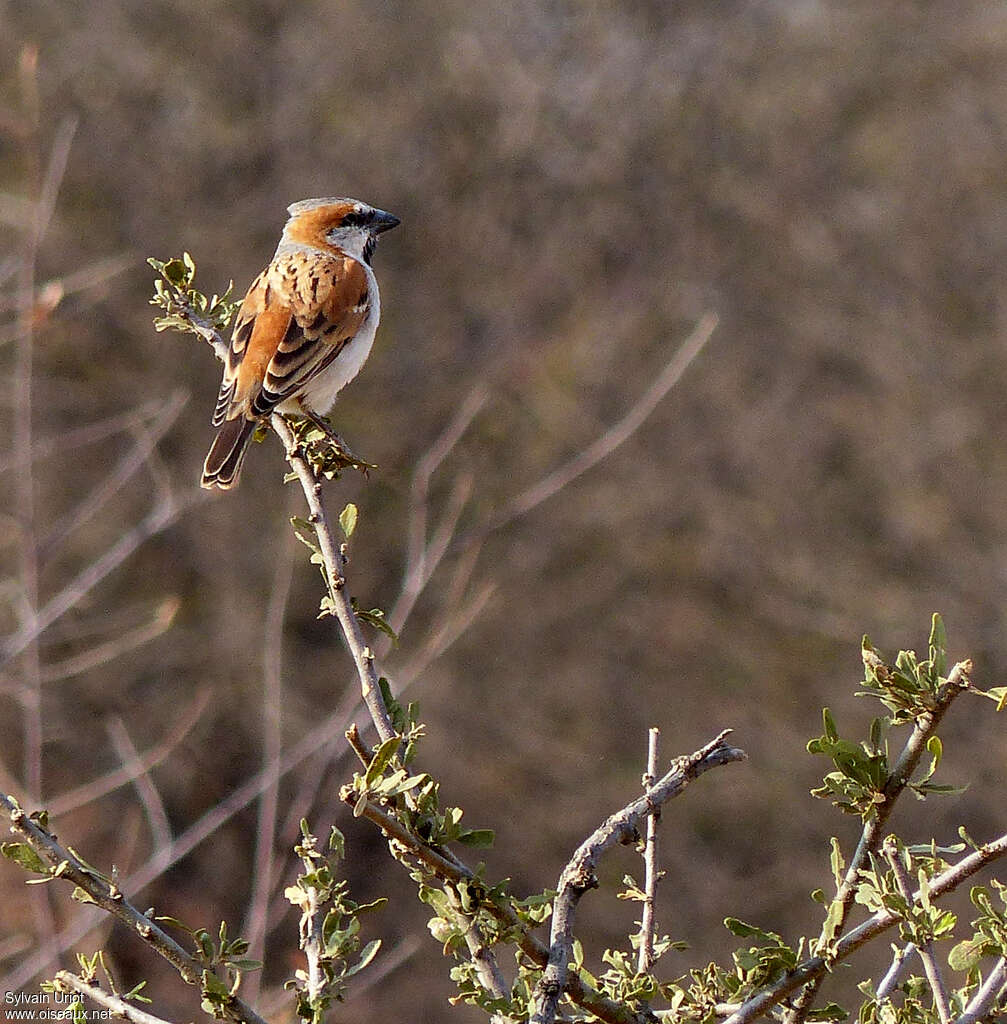 Grand Moineau mâle adulte, identification