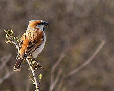 Great Sparrow