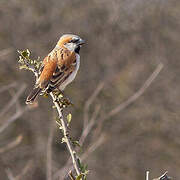 Great Sparrow