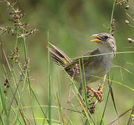 Wedge-tailed Grass Finch