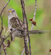 Wedge-tailed Grass Finch