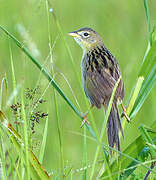 Wedge-tailed Grass Finch