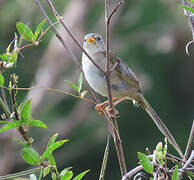 Wedge-tailed Grass Finch