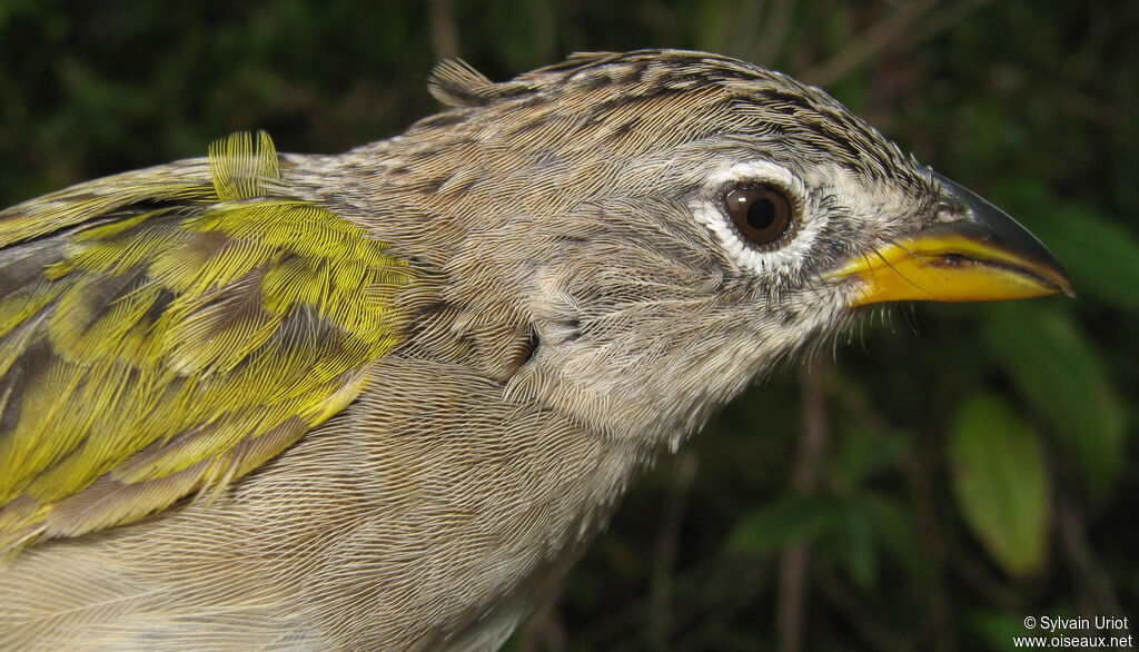 Wedge-tailed Grass Finchadult