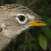 Wedge-tailed Grass Finch