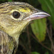 Wedge-tailed Grass Finch