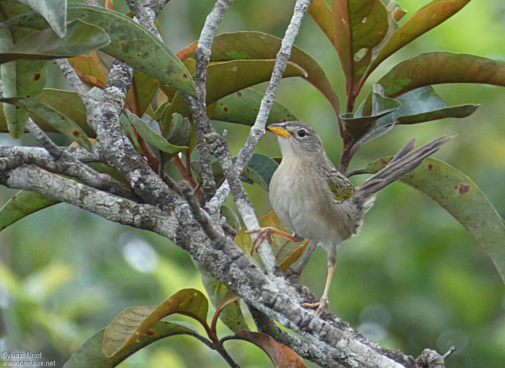 Wedge-tailed Grass Finchadult, habitat, pigmentation, Behaviour