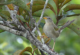 Wedge-tailed Grass Finch