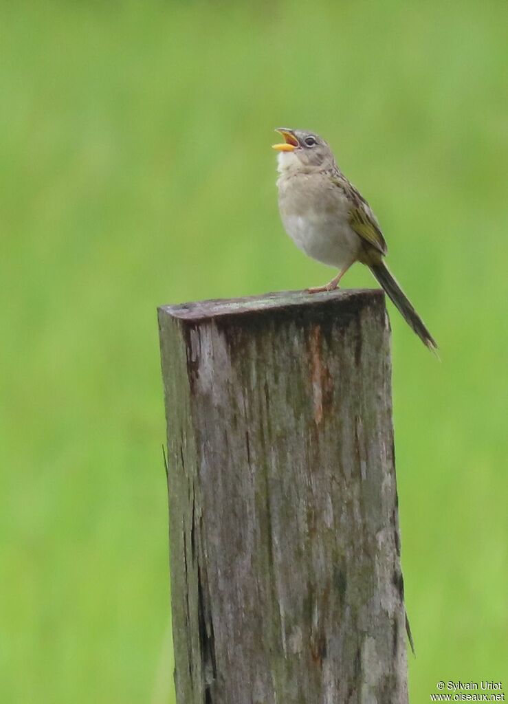 Wedge-tailed Grass Finchadult