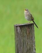 Wedge-tailed Grass Finch