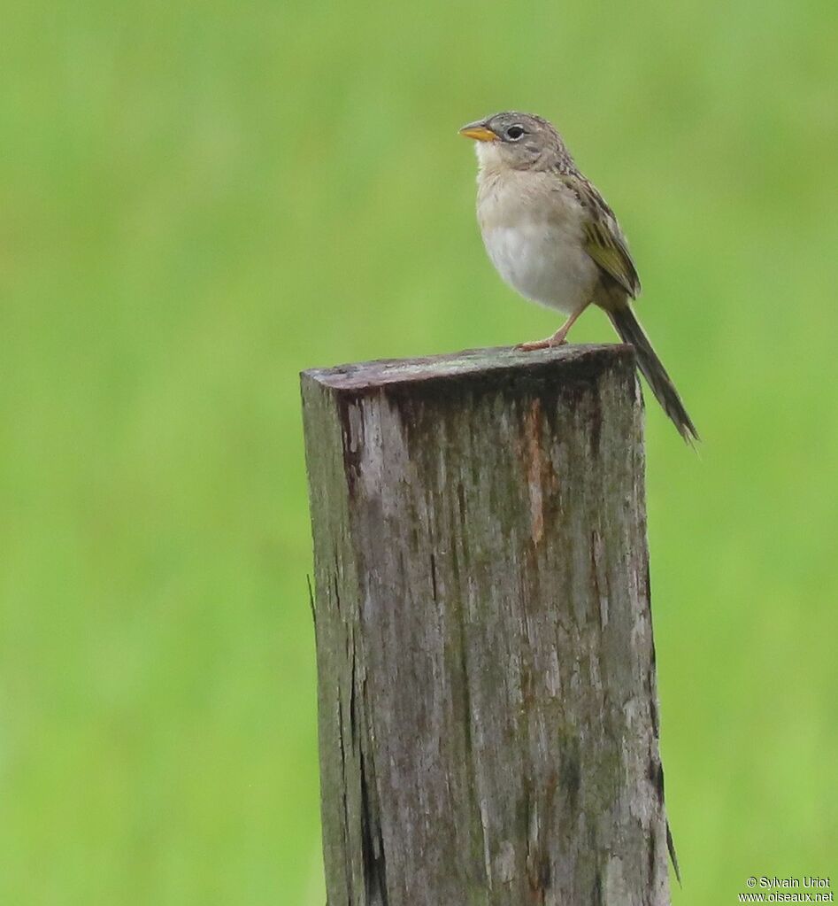 Wedge-tailed Grass Finchadult