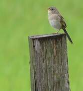 Wedge-tailed Grass Finch