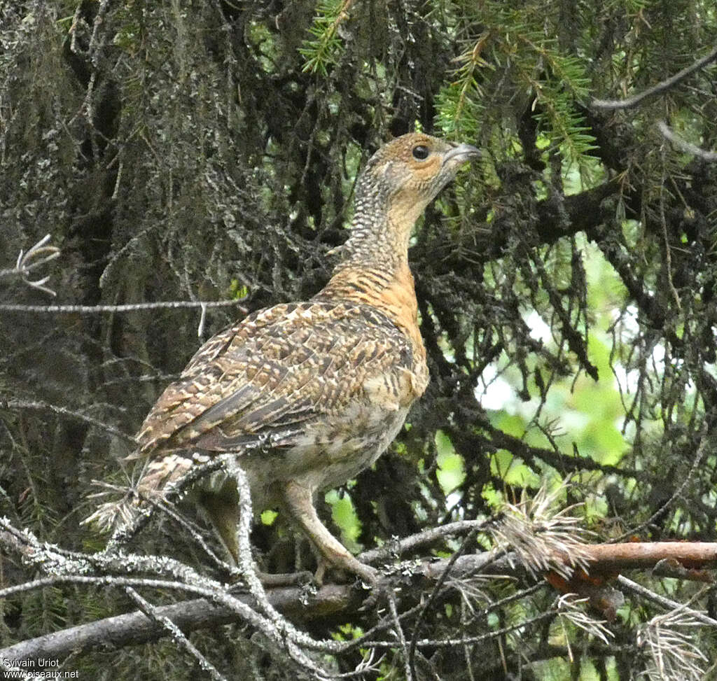 Western Capercailliejuvenile, identification