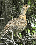 Western Capercaillie