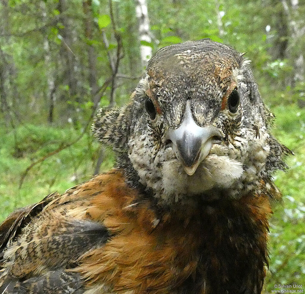 Western Capercailliejuvenile