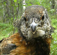 Western Capercaillie