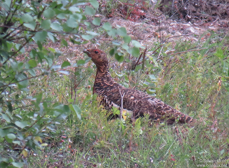Western Capercaillie female adult