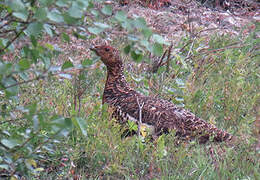 Western Capercaillie