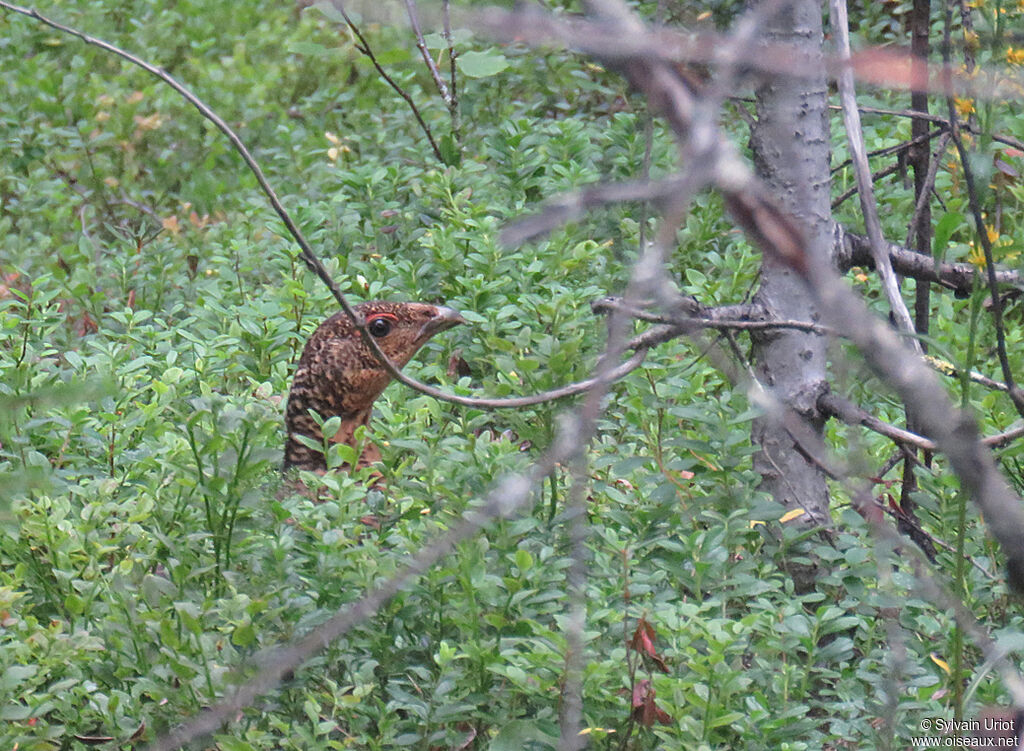 Western Capercaillie female adult